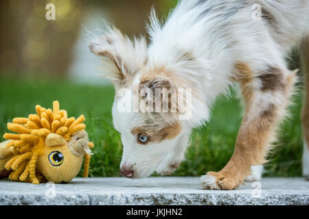 Mini Australian Shepherd Welpen "Flynn" auf der Suche auf Augenhöhe mit seinem Spielzeug in seinem Hof in Issaquah, Washington, USA Stockfoto