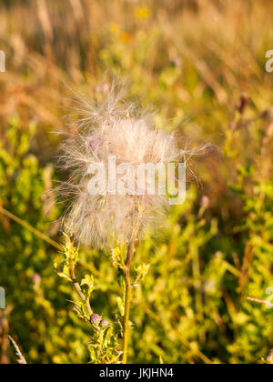 eine weiße fluffly Wolke aus Milch Distel Blütenköpfchen im Feld Sommer windig; Essex; England; UK Stockfoto