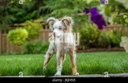 Mini Australian Shepherd Welpen "Flynn" spielt in seinem Hof in Issaquah, Washington, USA Stockfoto