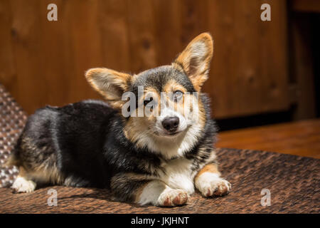 Tucker, einen sechs Monate alten Corgi Welpen posiert auf einem Liegestuhl in Issaquah, Washington, USA Stockfoto
