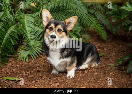 Tucker, einen sechs Monate alten Corgi Welpen posiert vor Western Schwert Farn in Issaquah, Washington, USA Stockfoto