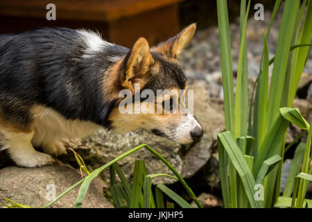 Tucker, einen sechs Monate alten Corgi Welpen aufmerksam beobachten Koi in einem kleinen Teich in seinem Hof in Issaquah, Washington, USA Stockfoto