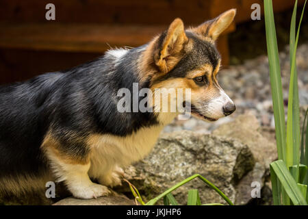 Tucker, einen sechs Monate alten Corgi Welpen aufmerksam beobachten Koi in einem kleinen Teich in seinem Hof in Issaquah, Washington, USA Stockfoto