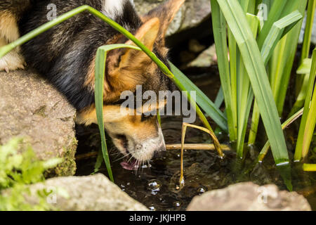Tucker, ein sechs Monate altes Corgi Welpen, trinken aus einem kleinen Teich in seinem Hof, in Issaquah, Washington, USA Stockfoto