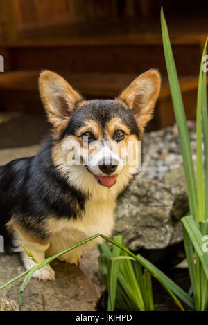 Tucker, einen sechs Monate alten Corgi Welpen, Stand am Rande eines kleinen Teiches in seinem Hof in Issaquah, Washington, USA Stockfoto