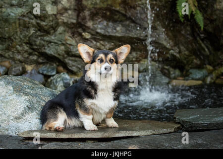 Tucker, einen sechs Monate alten Corgi Welpen posiert vor einem Wasserfall in seinem Hof in Issaquah, Washington, USA Stockfoto