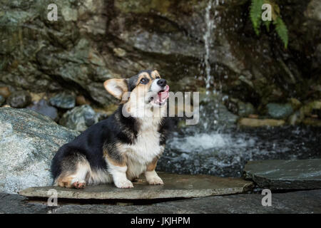 Tucker, einen sechs Monate alten Corgi Welpen posiert vor einem Wasserfall in seinem Hof in Issaquah, Washington, USA Stockfoto