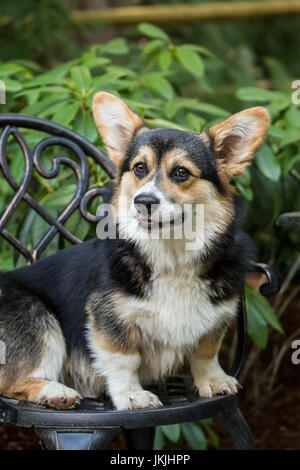 Tucker, einen sechs Monate alten Corgi Welpen, sitzend auf einem Stuhl Metall Terrasse in Issaquah, Washington, USA Stockfoto