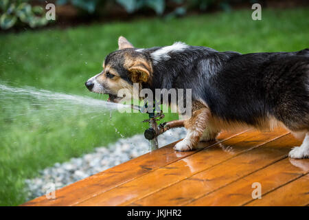 Tucker, einen sechs Monate alten Corgi Welpen versuchen, aus den Rasensprenger zu trinken bekommen alle nass in den Prozess in Issaquah, Washington, USA Stockfoto