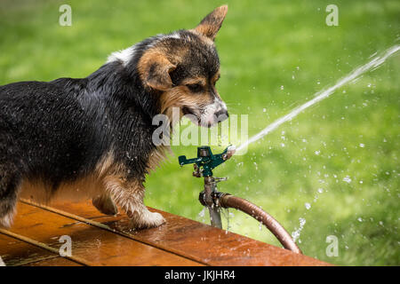 Tucker, einen sechs Monate alten Corgi Welpen versuchen, aus den Rasensprenger zu trinken bekommen alle nass in den Prozess in Issaquah, Washington, USA Stockfoto