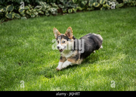 Tucker, einen sechs Monate alten Corgi Welpen laufen um ein Spielzeug, die geworfen worden war für ihn zu finden, in Issaquah, Washington, USA Stockfoto