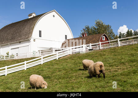 Coopworth und Romney Southdown kreuzen Schafe auf Kelsey Creek Farm in Bellevue, Washington, USA.  Coopworth Schafe sind ein mittelständisches, doppelten Zweck, Stockfoto