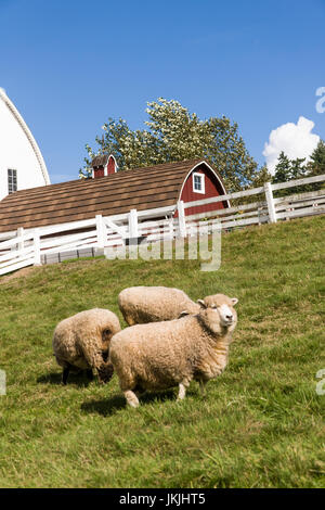 Coopworth und Romney Southdown kreuzen Schafe auf Kelsey Creek Farm in Bellevue, Washington, USA.  Coopworth Schafe sind ein mittelständisches, doppelten Zweck, Stockfoto