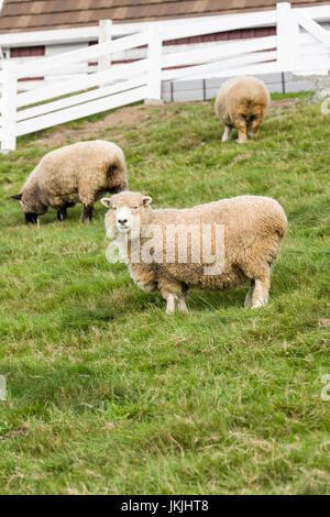 Coopworth und Romney Southdown kreuzen Schafe auf Kelsey Creek Farm in Bellevue, Washington, USA.  Coopworth Schafe sind ein mittelständisches, doppelten Zweck, Stockfoto