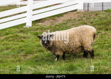 Romney Southdown kreuzen Schafe auf Kelsey Creek Farm in Bellevue, Washington, USA. Stockfoto