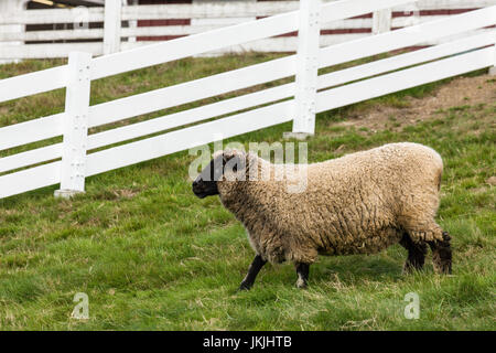 Romney Southdown kreuzen Schafe auf Kelsey Creek Farm in Bellevue, Washington, USA. Stockfoto