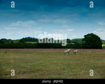 sheep grazing in an english country farm field; Essex; UK Stockfoto