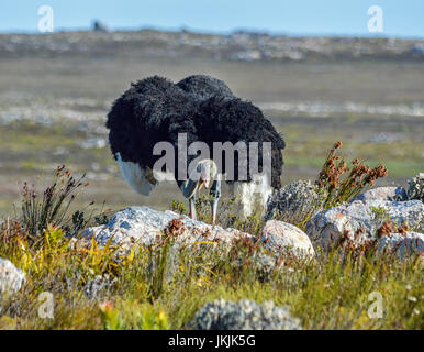 Eine männliche Strauß auf Nahrungssuche im südlichen Afrika Stockfoto