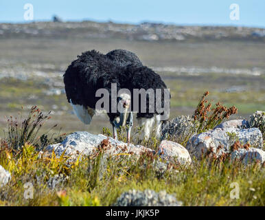 Eine männliche Strauß auf Nahrungssuche im südlichen Afrika Stockfoto