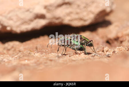 Paarung zweier atemberaubende grüne Sandlaufkäfer (Cicindela Campestris) auf der Insel Hoy, Orkney, Schottland. Stockfoto