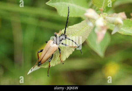 Eine hübsche rot-braune Longhorn Beetle (Stictoleptura Rubra) thront auf einem Blatt. Stockfoto