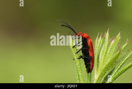 Eine atemberaubende Red-headed Cardinal Käfer (Pyrochroa Serraticornis) thront auf der Spitze einer Pflanze. Stockfoto