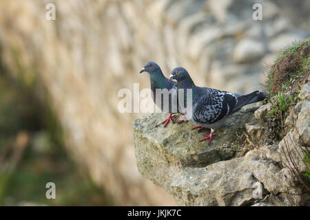 Ein paar wilde Tauben (Columba Livia) thront auf einem Felsen am Rand einer Klippe. Stockfoto