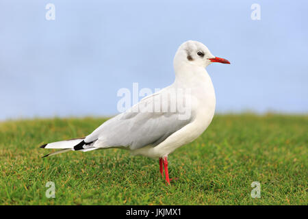 Möwe auf Grünland, am Loch Flotte, Dornoch Firth, Schottland Stockfoto