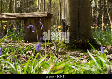 Frühling Stille, einsame Bank im Wald umgeben von Glockenblumen und Narzissen in voller Blüte Stockfoto