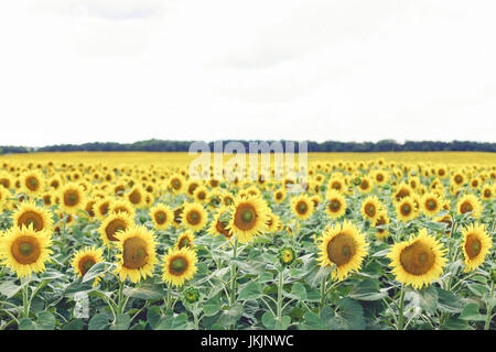 Sonnenblumenfeld bewölkten blauen Himmel und strahlender Sonne leuchten. Stockfoto