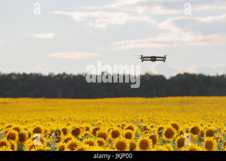 Drone schwebt über Sonnenblumenfeld in klaren, blauen Himmel teilweise getrübt. Stockfoto