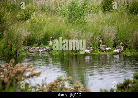 Graugans Gans Kindergarten, Victoria Schilfbeetes, St. Aidan County Park, Leeds, Yorkshire, England Stockfoto