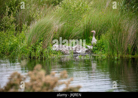 Graugans Gans Kindergarten, Victoria Schilfbeetes, St. Aidan County Park, Leeds, Yorkshire, England Stockfoto