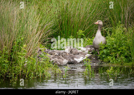 Graugans Gans Kindergarten, Victoria Schilfbeetes, St. Aidan County Park, Leeds, Yorkshire, England Stockfoto