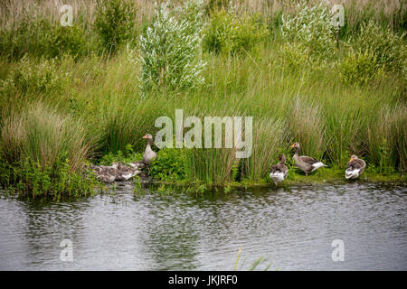 Graugans Gans Kindergarten, Victoria Schilfbeetes, St. Aidan County Park, Leeds, Yorkshire, England Stockfoto