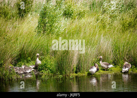 Graugans Gans Kindergarten, Victoria Schilfbeetes, St. Aidan County Park, Leeds, Yorkshire, England Stockfoto