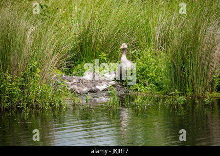 Graugans Gans Kindergarten, Victoria Schilfbeetes, St. Aidan County Park, Leeds, Yorkshire, England Stockfoto