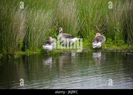 Graugänse am Ufer, Victoria Schilfbeetes, St. Aidan County Park, Leeds, Yorkshire, England Stockfoto
