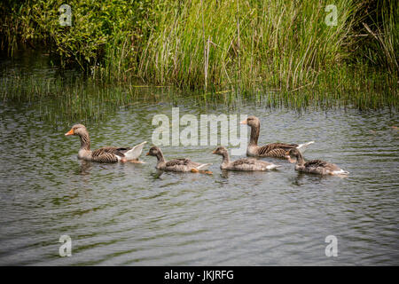 Graugans Gänse und Gänsel, Victoria Schilfbeetes, St Aidan County Park, Leeds, Yorkshire, England Stockfoto