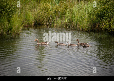 Graugans Gänse und Gänsel, Victoria Schilfbeetes, St Aidan County Park, Leeds, Yorkshire, England Stockfoto