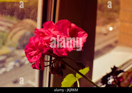 Closeup rosa Geranien Blumen am Fenster Stockfoto