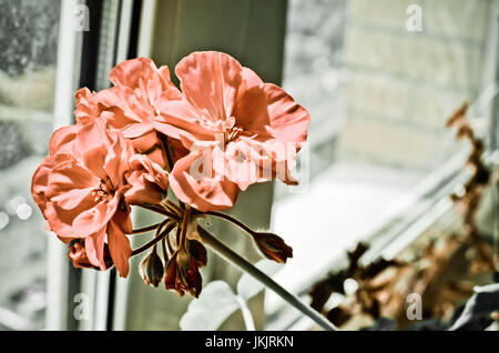 Closeup rosa Geranien Blumen am Fenster Stockfoto