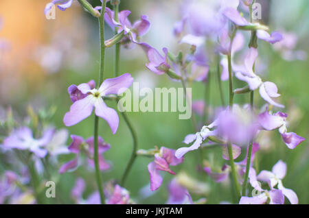 Violette Nacht Blumen Frühling sanft Matthiola Longipetala Hintergrund Stockfoto