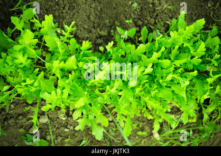 Frischer Rucola Pflanzen sprießen im Garten Pflanzer. Stockfoto