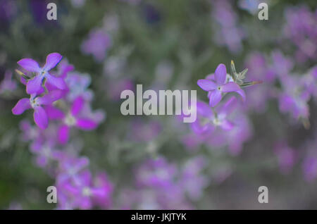 Violette Nacht Blumen Frühling sanft Matthiola Longipetala Hintergrund Stockfoto