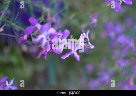 Violette Nacht Blumen Frühling sanft Matthiola Longipetala Hintergrund Stockfoto