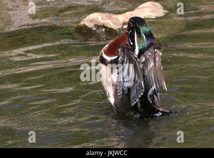 Männliche North American Wood Duck oder Carolina Ente (Aix Sponsa). Stockfoto