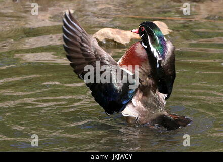 Männliche North American Wood Duck oder Carolina Ente (Aix Sponsa), mit seinen Flügeln beim Baden. Stockfoto