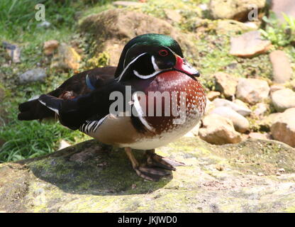 Männliche North American Wood Duck oder Carolina Ente (Aix Sponsa). Stockfoto
