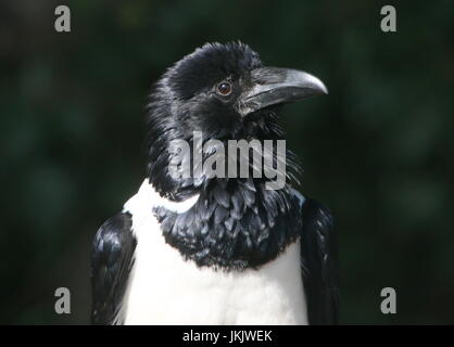 Afrikanische Pied Crow (Corvus Albus), eine kleine Krähe mittlere Rabe in Subsahara-Afrika heimisch. Stockfoto